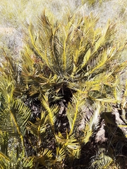 Encephalartos cycadifolius