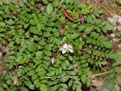 Rubus taiwanicola