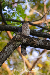 Hierococcyx nisicolor