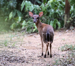Nesotragus moschatus