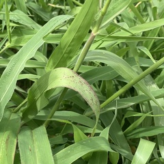 Urochloa mosambicensis