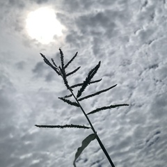 Urochloa mosambicensis