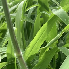 Urochloa mosambicensis