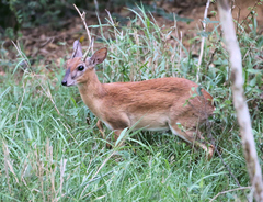 Nesotragus moschatus