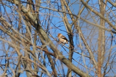 Coccothraustes coccothraustes