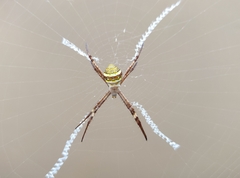 Argiope keyserlingi