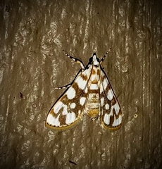 Obtusipalpis pardalis