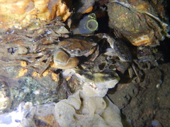Hemigrapsus takanoi