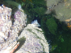 Spirobranchus triqueter