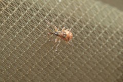Corimalia tamarisci