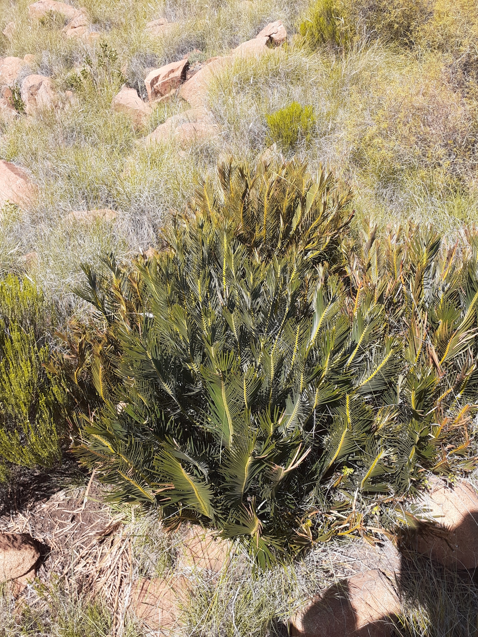Encephalartos cycadifolius