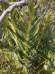 Encephalartos cycadifolius
