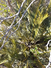 Encephalartos cycadifolius