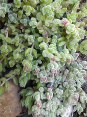 Crassula lanuginosa