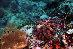 Lobophyllia agaricia