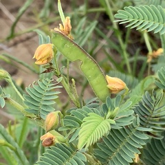 Chamaecrista stricta