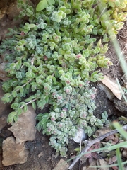 Crassula lanuginosa
