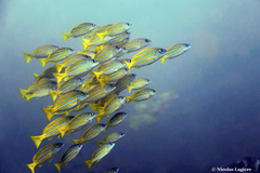 Lutjanus bengalensis