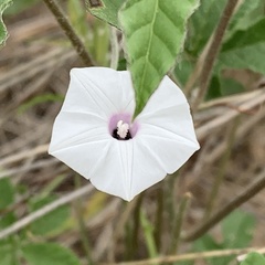 Ipomoea magnusiana