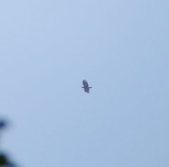 Spilornis cheela