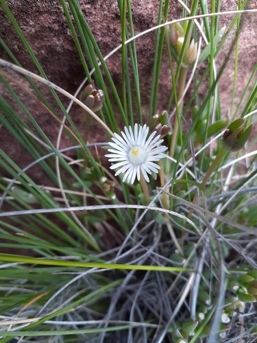 Delosperma gramineum