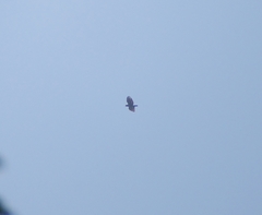 Spilornis cheela