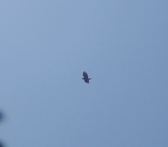Spilornis cheela