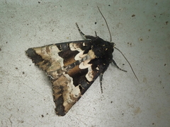 Phlogophora albovittata