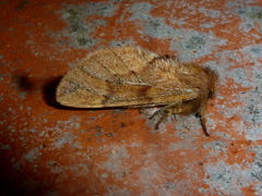 Ptilophora variabilis