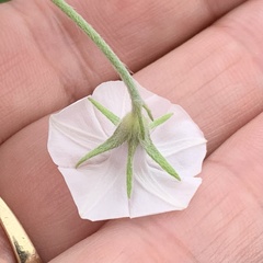Ipomoea magnusiana
