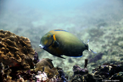 Acanthurus bariene