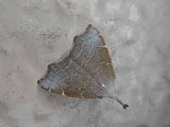 Ectogonia butleri