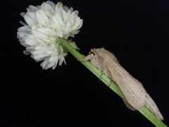 Phragmataecia castaneae