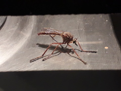 Diogmites castaneus