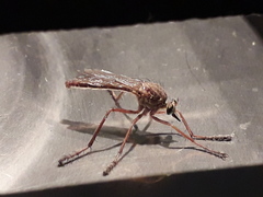Diogmites castaneus
