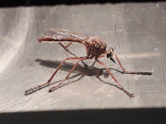 Diogmites castaneus