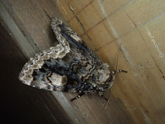 Anacronicta caliginea