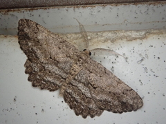 Hypomecis crassestrigata