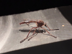 Diogmites castaneus