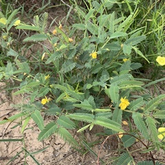 Chamaecrista stricta