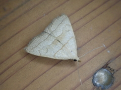Herminia arenosa