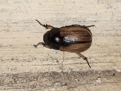 Leucothyreus marginaticollis