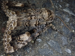 Anacronicta caliginea
