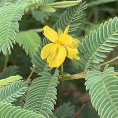 Chamaecrista stricta