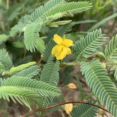 Chamaecrista stricta