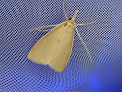 Sclerocona acutellus