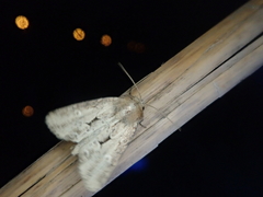 Xylomoia fusei