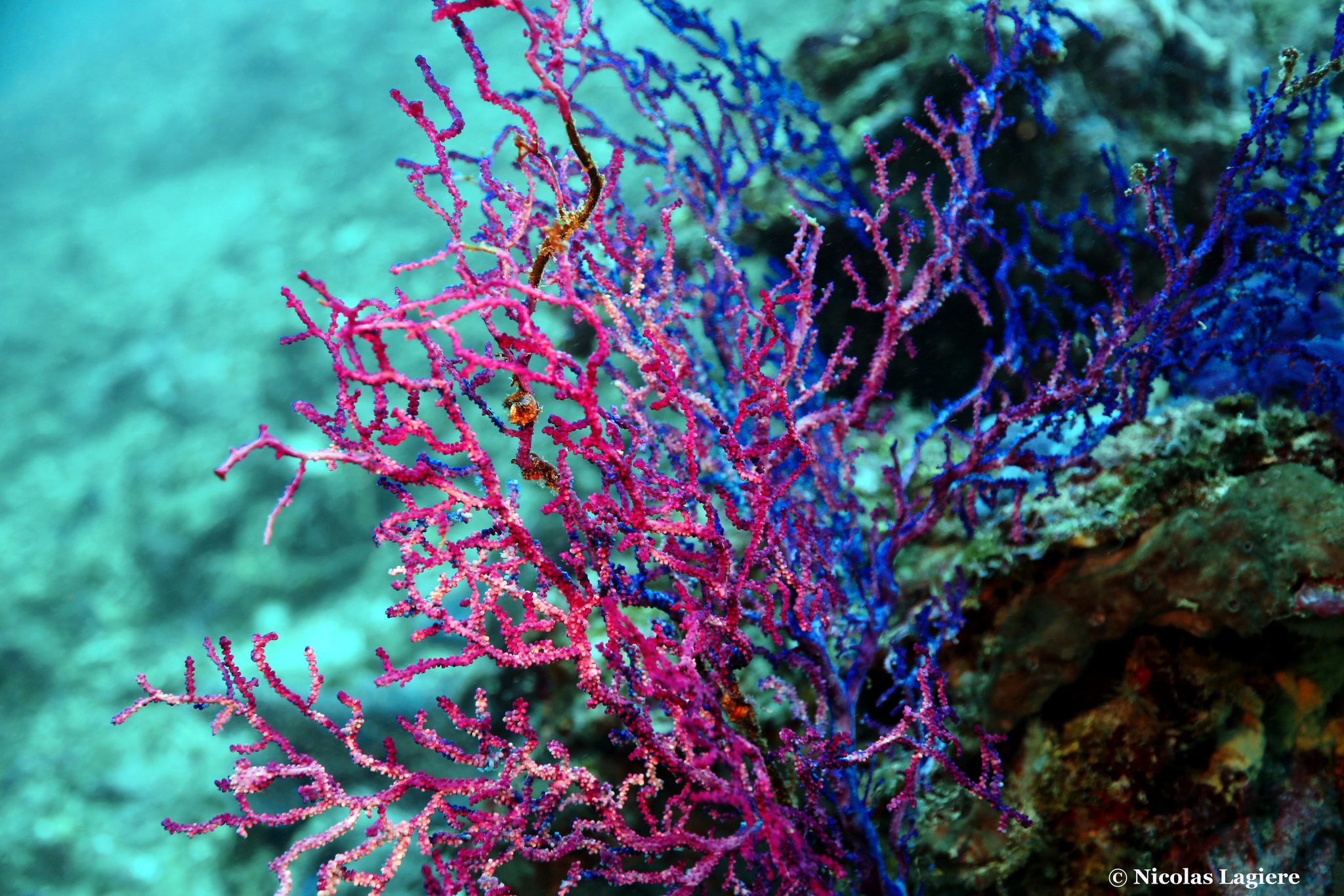 Muricella plectana Grasshoff, 1999