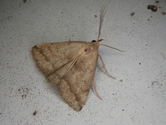 Zanclognatha violacealis