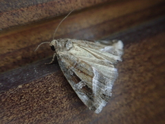 Protodeltote wiscotti